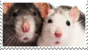 rat